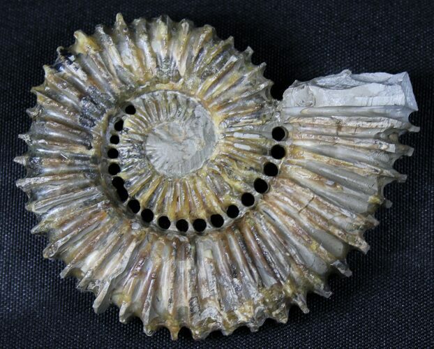 Aegocrioceras Ammonite - Germany #31379